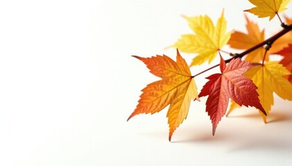 Fototapeta premium Golden brown autumnal branch with leaves against white, brown, rustic, leaves