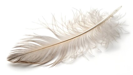 Obraz premium feather isolated on white background