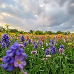 Fototapeta premium Campo lleno de flores moradas y un cielo cubierto de nubes con gotas de lluvia, gotas, flores, moradas