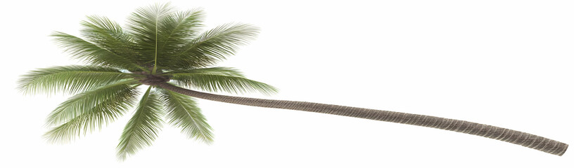 Obraz premium Palm tree, leaning, white background, tropical