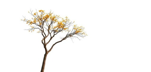Fototapeta premium Lone deciduous tree, branches reaching skyward, stark white backdrop, background, photography