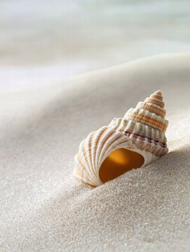 Seashell on Sandy Beach:A beautiful seashell, its intricate spiral pattern and warm tones contrasting against the soft, textured sand, creates a sense of serenity.