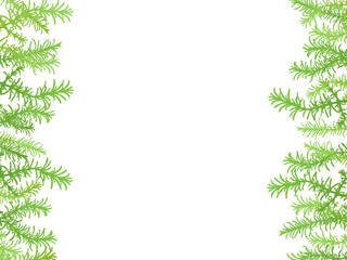 ローズマリーのシルエットフレーム③左右