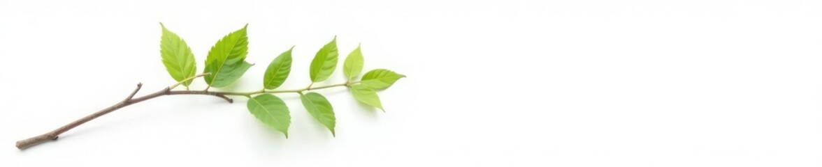Fototapeta premium Single branch against a white background with some shadows, solitary, foliage