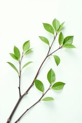 Fototapeta premium Delicate branches with green leaves isolated on white background, minimalist, greenery