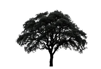 Fototapeta premium Single, majestic tree silhouetted against pure white backdrop, tree, backdrop