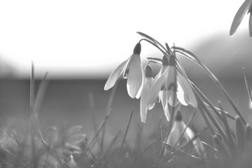 black and white flower