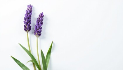 Obraz premium Freshly cut lavender flower with stems and leaves on white background, bloom, leaf, garden
