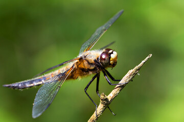 Dragonfly on the grass