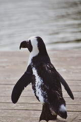 Obraz premium penguin in antarctica