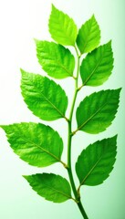 Leafy green foliage isolated on white background, pure, foliage, nature