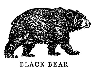 Obraz premium Black Bear, Vintage Style Vector Illustration