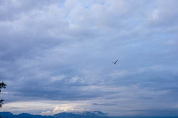 Bird soaring through a vast blue sky filled with clouds during early morning hours
