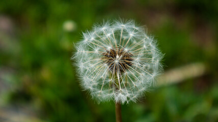 A close-up shot of the round flowers of a white fluffy dandelion. Dandelion seeds in an umbrella shape against a blurred background