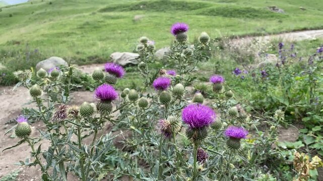Uncultivated Milk thistle or Silybum marianum. Scotch thistle, Medicinal plant used in alternative medicine. Because of nitrate content, the plant to be toxic to cattle and sheep.