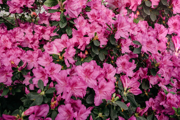 Blooming hybrid Azalia Rhododendron hybridum selection in greenhouse. flower background. Soft focus. Macro view