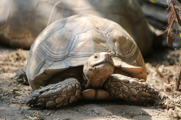 African Sulcata Tortoise Natural Habitat,Close up African spurred tortoise resting ,cute animal