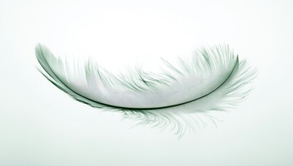 Obraz premium Delicate Feather in Studio Setting