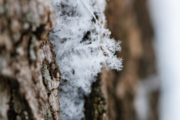 Snowflakes delicately resting on rough tree bark create a captivating texture contrast on a winter...