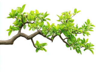 vibrant green branch with fresh leaves against white background, symbolizing growth and nature beauty