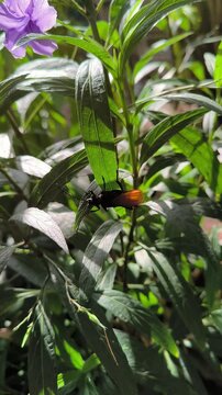 Pepsis or Hemipepsis ustulata is a genus of spider wasps belonging to the family Pompilidae, also called Tarantula Hawks