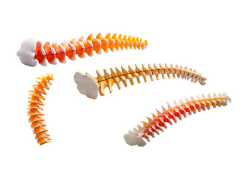 Colorful models of human vertebrae showcasing spinal structure and anatomy.