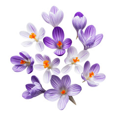 Vibrant Crocus Blooms Spring on transparent background.