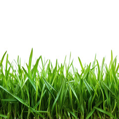 Fototapeta premium Vibrant Green Grass Texture on transparent background.