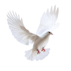 Obraz premium White Dove Spreading Wings in Flight on transparent background.