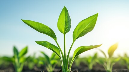 Fototapeta premium Thriving Plant in Sunlight: A vibrant green plant reaches towards the sun, with lush leaves capturing the essence of life and growth, set against a clear blue sky.