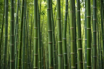 Obraz premium a large group of green bamboo trees
