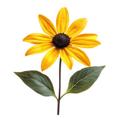 Yellow Rudbeckia Flower Macro Shot on transparent background.