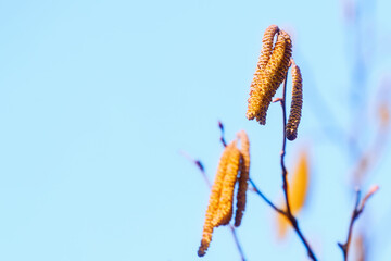 Fresh spring catkins on slender tree branches