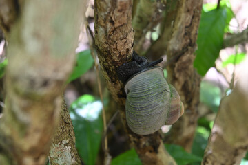 Soft focus view of a giant land snail (Acavus phoenix) starts walking on a stem