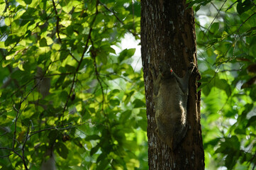 cynocephalus variegatus (Dermoptera)  in nature