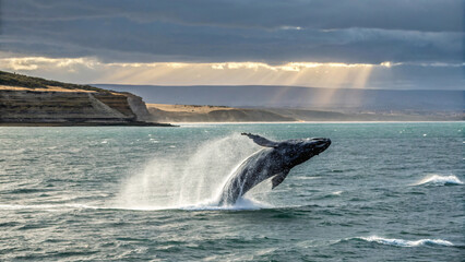 Fototapeta premium majestic whale jumps out of water in Peninsula Valdes, Puerto Madryn, showcasing its powerful grace against stunning backdrop of cliffs and sunlight