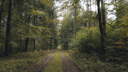 Early autumn forest with dirt road
