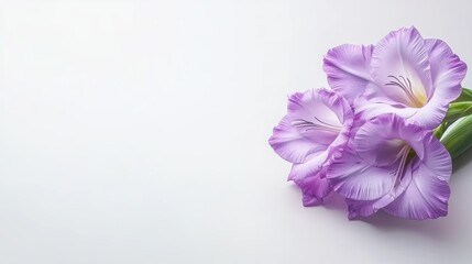 A soft arrangement of pale purple flowers against a minimalistic background, exuding elegance and tranquility.