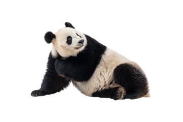 A relaxed giant panda resting with its body slightly twisted, looking over its shoulder, flaunting its soft black-and-white fur and gentle, curious expression, isolated on a transparent background