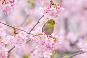 河津桜とメジロ