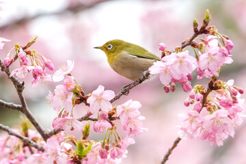 河津桜とメジロ