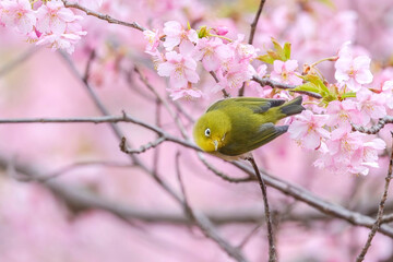 河津桜とメジロ