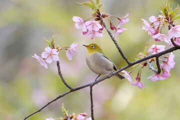 河津桜とメジロ