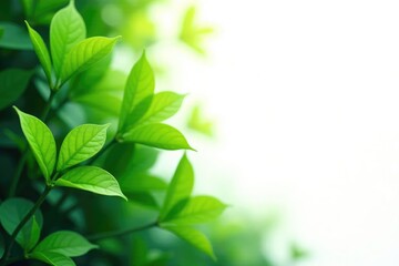 Obraz premium Foliage with varying shades of green against a stark white background, color gradations, nature