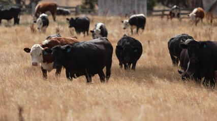 Beef Angus and Wagyu cows grazing in a field in a dry summer. Cow Herd on a farm practicing regenerative agriculture on a farming landscape. Fat Cattle at dusk
