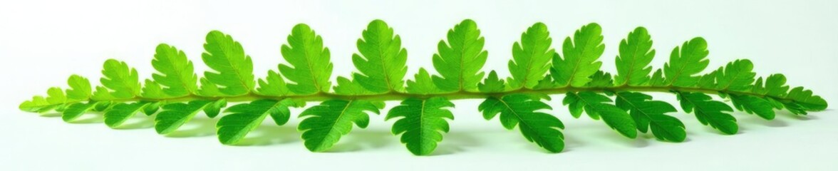 Fototapeta premium Fresh ferns with veins and texture isolated on a white surface, nature, green, ferns
