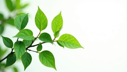 Obraz premium Leafy branches with green leaves isolated on white background, leafy greens, minimalist