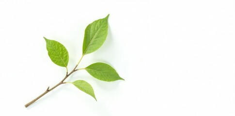 Single branch with delicate leaves against a stark white background, nature photography, clean