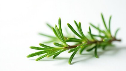 Fototapeta premium Sprig of fresh rosemary against white background, herb, leafy greens
