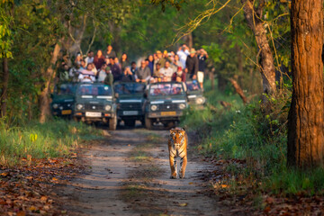 wild female tiger or panthera tigris roadblock showstopper on morning stroll in her territory and...